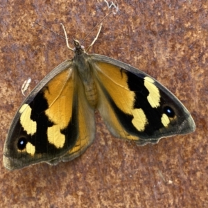 Heteronympha merope at Jerrabomberra, NSW - suppressed