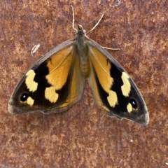 Heteronympha merope at Jerrabomberra, NSW - suppressed