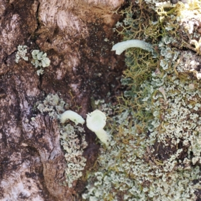 Cladonia sp. (genus) (Cup Lichen) at Kosciuszko National Park - 13 Dec 2022 by RAllen