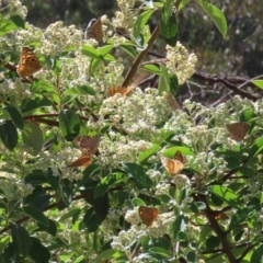 Heteronympha merope (Common Brown Butterfly) at Tuggeranong Hill - 18 Dec 2022 by owenh