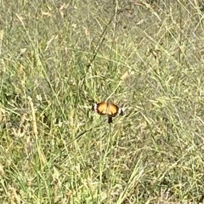 Danaus petilia (Lesser wanderer) at Wanniassa Hills Open Space - 18 Dec 2022 by jksmits