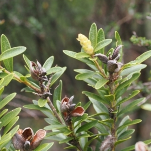 Orites lancifolius at Kosciuszko National Park, NSW - 13 Dec 2022 01:03 PM