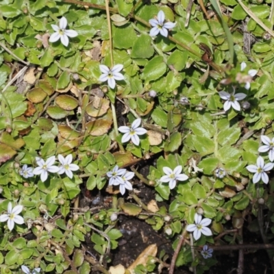 Lobelia pedunculata (Matted Pratia) at Kosciuszko National Park, NSW - 13 Dec 2022 by RAllen