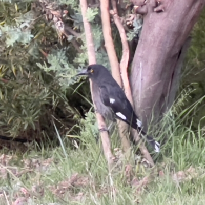 Strepera graculina (Pied Currawong) at Holt, ACT - 18 Dec 2022 by JimL