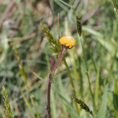 Craspedia aurantia var. aurantia (Orange Billy Buttons) at Kosciuszko National Park, NSW - 13 Dec 2022 by RAllen