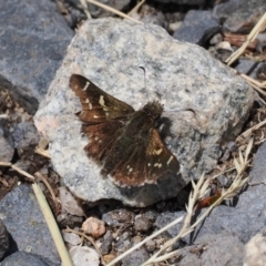 Pasma tasmanica (Two-spotted Grass-skipper) at Kosciuszko National Park, NSW - 13 Dec 2022 by RAllen