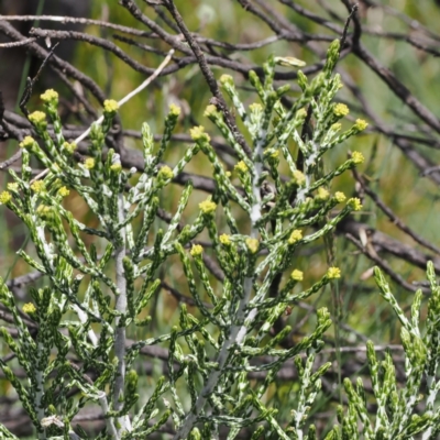 Ozothamnus cupressoides (Kerosine Bush) at Kosciuszko National Park, NSW - 13 Dec 2022 by RAllen