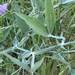 Lathyrus latifolius at Yarralumla, ACT - 18 Dec 2022