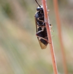 Cerealces scutellata (A sawfly) at Murrumbateman, NSW - 16 Dec 2022 by SimoneC
