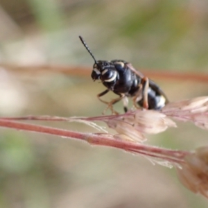 Pergidae sp. (family) at Murrumbateman, NSW - 16 Dec 2022 06:03 PM