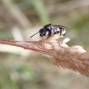 Pergidae sp. (family) at Murrumbateman, NSW - 16 Dec 2022 06:03 PM