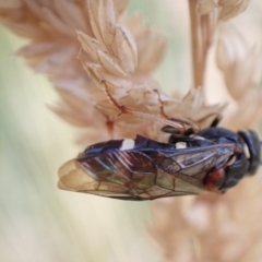 Pergidae sp. (family) at Murrumbateman, NSW - 16 Dec 2022 06:03 PM