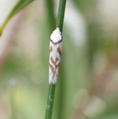 Oxythecta acceptella (Scat Moth) at Murrumbateman, NSW - 18 Dec 2022 by SimoneC