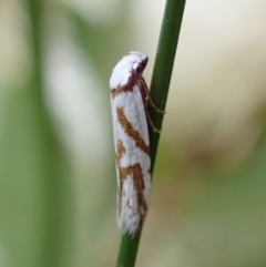 Oxythecta acceptella at Murrumbateman, NSW - 18 Dec 2022 03:41 PM