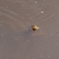 Chelodina longicollis (Eastern Long-necked Turtle) at Goulburn Wetlands - 18 Dec 2022 by Aussiegall