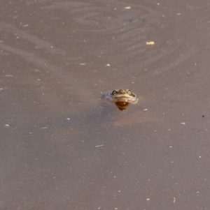 Chelodina longicollis at Goulburn, NSW - 18 Dec 2022