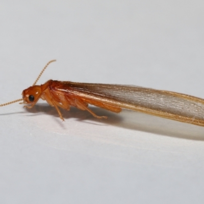 Unidentified Termite (superfamily Termitoidea) at Wellington Point, QLD - 11 Dec 2022 by TimL