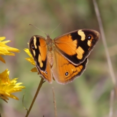 Heteronympha merope at Kambah, ACT - 18 Dec 2022