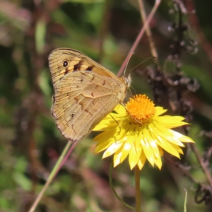 Heteronympha merope at Kambah, ACT - 18 Dec 2022