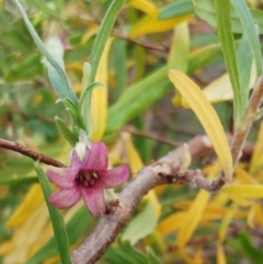 Billardiera scandens at Hawker, ACT - 18 Dec 2022 06:16 PM