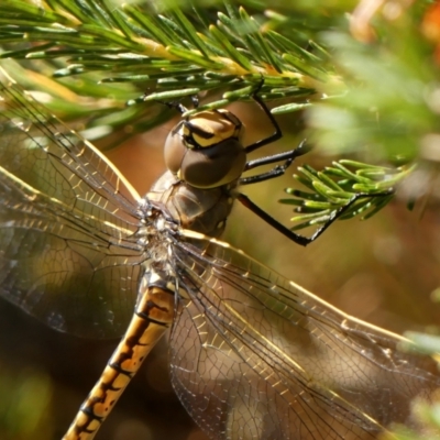 Anax papuensis (Australian Emperor) at Braemar, NSW - 14 Dec 2022 by Curiosity