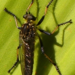 Zosteria rosevillensis at Braemar, NSW - 15 Dec 2022 by Curiosity