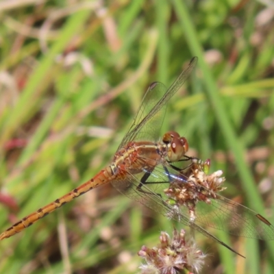 Diplacodes bipunctata (Wandering Percher) at Mount Taylor - 18 Dec 2022 by MatthewFrawley