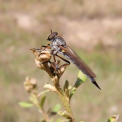 Cerdistus sp. (genus) (Yellow Slender Robber Fly) at Mount Taylor - 18 Dec 2022 by MatthewFrawley