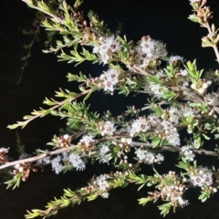 Kunzea ericoides (Burgan) at Wamboin, NSW - 18 Dec 2022 by Komidar