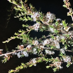 Kunzea ericoides at Wamboin, NSW - 19 Dec 2022 04:36 AM