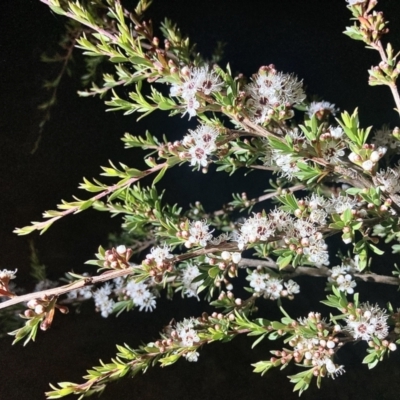 Kunzea ericoides (Burgan) at Wamboin, NSW - 18 Dec 2022 by Komidar