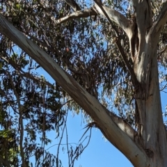 Callocephalon fimbriatum at Yarralumla, ACT - suppressed