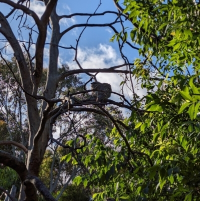 Podargus strigoides (Tawny Frogmouth) at Phillip, ACT - 14 Dec 2022 by stofbrew