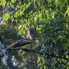 Podargus strigoides at Phillip, ACT - 14 Dec 2022