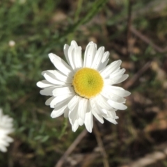 Rhodanthe anthemoides (Chamomile Sunray) at Chisholm, ACT - 15 Oct 2022 by michaelb