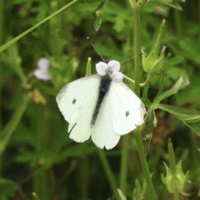 Pieris rapae (Cabbage White) at Lake George, NSW - 30 Nov 2022 by GlossyGal