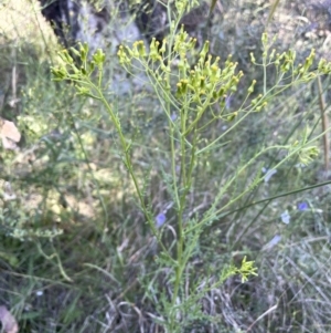 Senecio bathurstianus at Watson, ACT - 16 Dec 2022