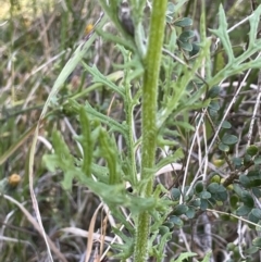 Senecio bathurstianus at Watson, ACT - 16 Dec 2022