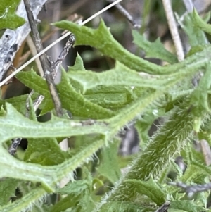 Senecio bathurstianus at Watson, ACT - 16 Dec 2022