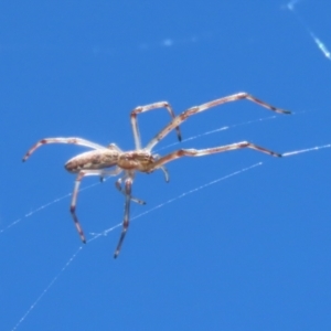 Tetragnatha sp. (genus) at Jerrabomberra, ACT - 18 Dec 2022