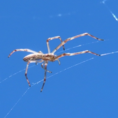 Tetragnatha sp. (genus) (Long-jawed spider) at Jerrabomberra, ACT - 18 Dec 2022 by RodDeb