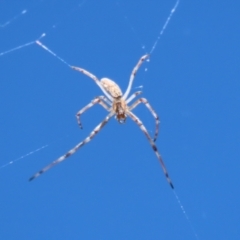 Tetragnatha sp. (genus) at Jerrabomberra, ACT - 18 Dec 2022