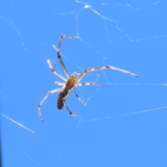 Tetragnatha sp. (genus) at Jerrabomberra, ACT - 18 Dec 2022