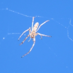 Tetragnatha sp. (genus) at Jerrabomberra, ACT - 18 Dec 2022