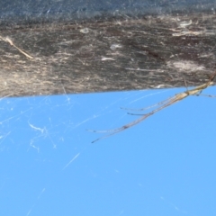 Tetragnatha sp. (genus) at Jerrabomberra, ACT - 18 Dec 2022