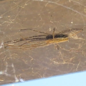 Tetragnatha sp. (genus) at Jerrabomberra, ACT - 18 Dec 2022