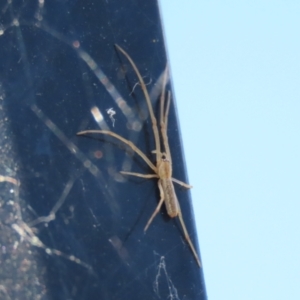 Tetragnatha sp. (genus) at Jerrabomberra, ACT - 18 Dec 2022