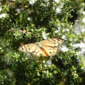 Heteronympha merope at Cook, ACT - 19 Dec 2022