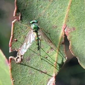 Austrosciapus sp. (genus) at Dunlop, ACT - 19 Dec 2022