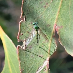 Austrosciapus sp. (genus) at Dunlop, ACT - 19 Dec 2022